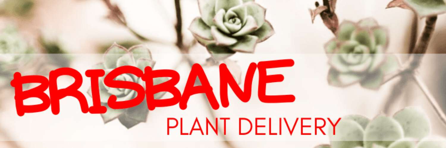 Plant Delivery Brisbane