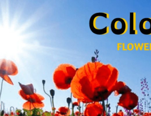 The 12 Best Options for Flower Delivery in Colombia