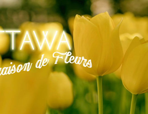 Les 6 Meilleurs Choix de Livraison de Bouquet à Ottawa