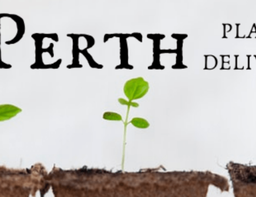 The 6 Best Options for Plant Delivery in Perth