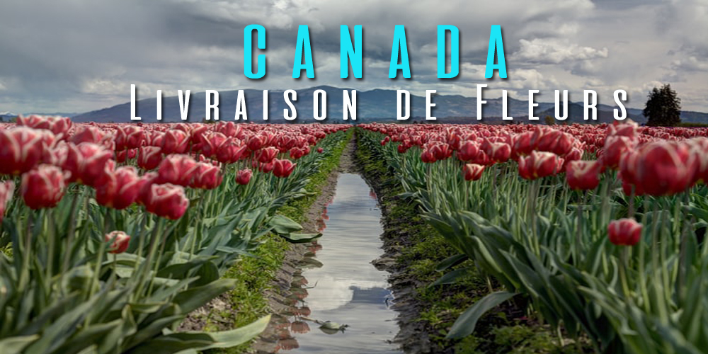 Meilleures Livraison de Fleurs Canada