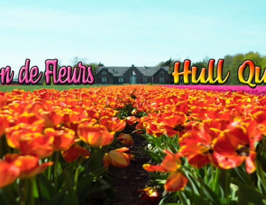 Les 6 Meilleures Enseignes de Livraison de Fleurs à Hull, QC