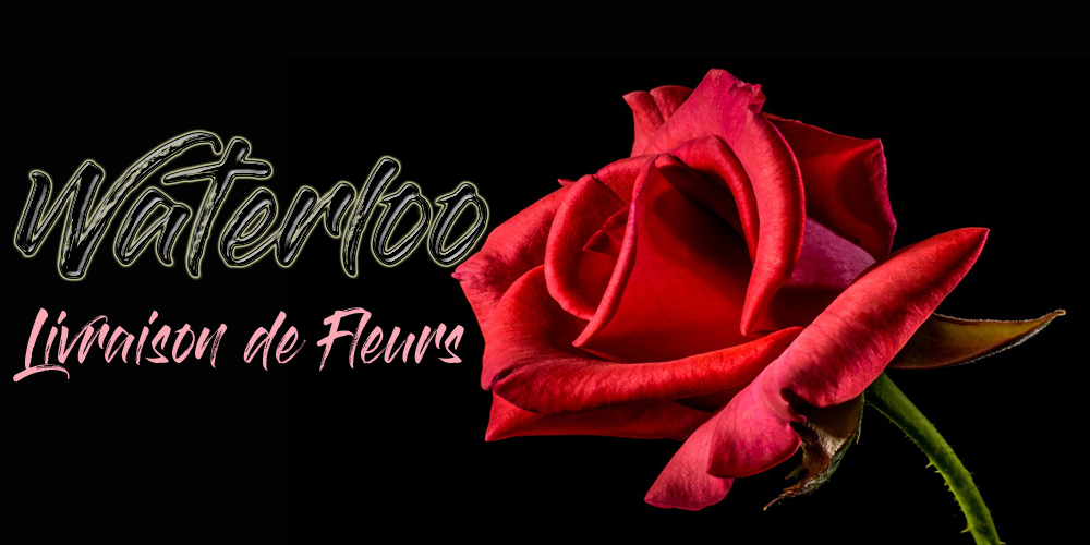 Meilleurs Livraison de Fleurs Waterloo