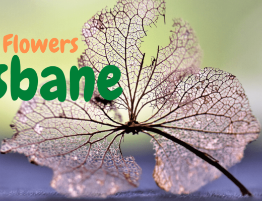 The 8 Best Options for Dried Flowers in Brisbane