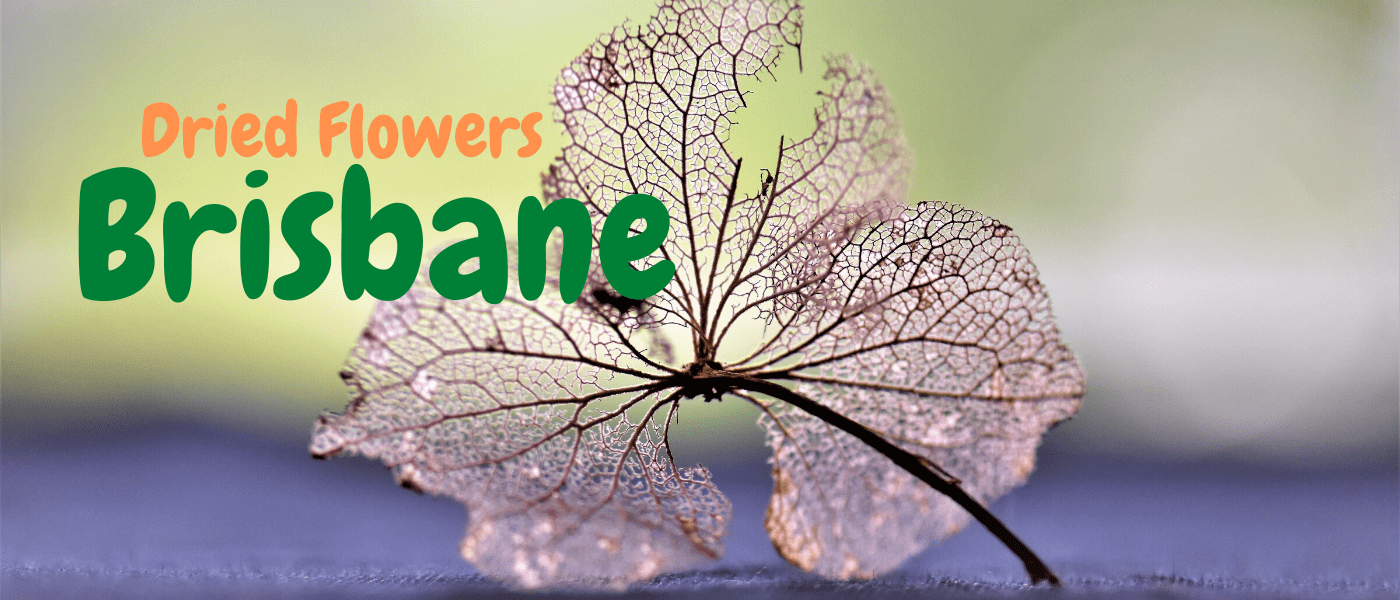 Best Dried Flowers in Brisbane