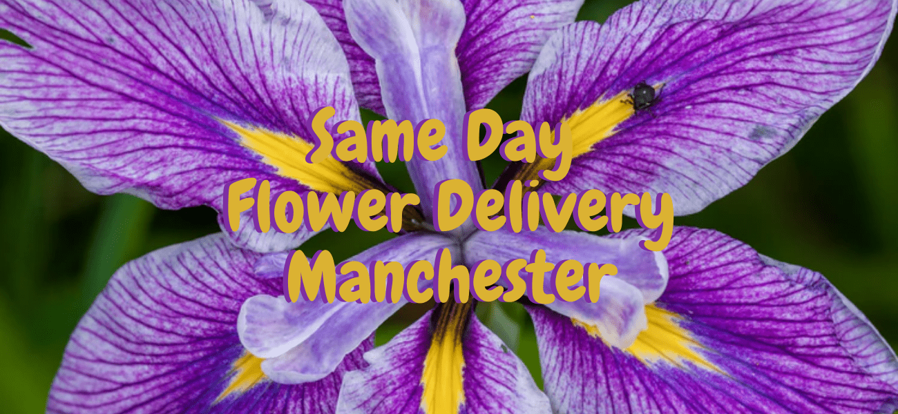 Best Same Day Flower Delivery in Manchester