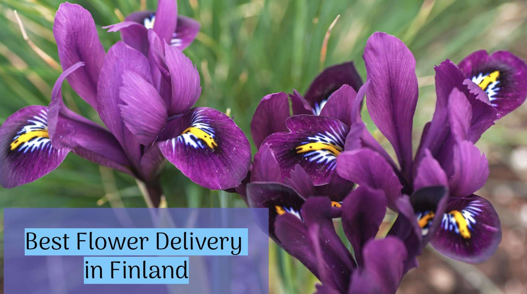 Best Flower Delivery in Finland