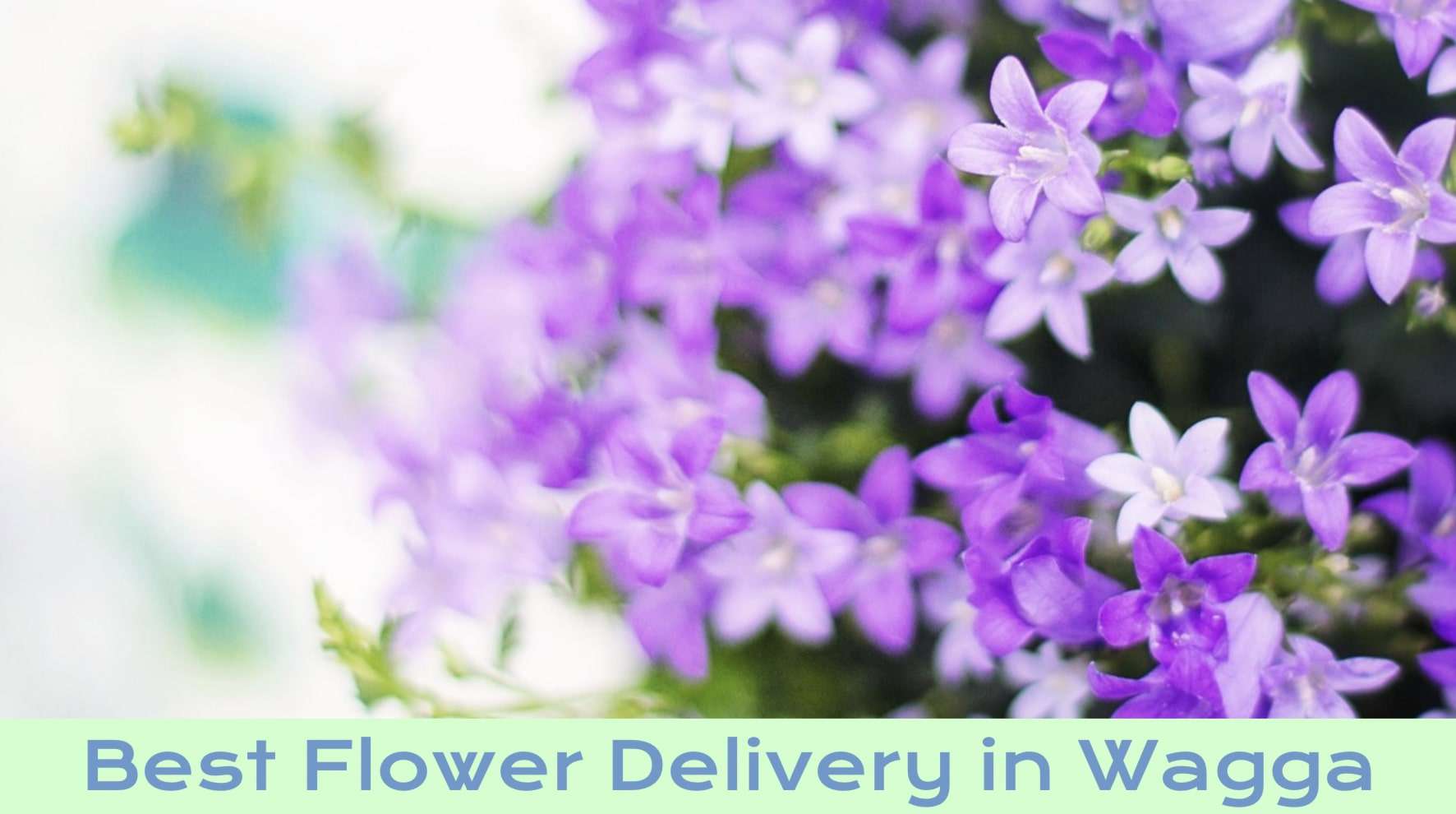 Best Flower Delivery in Wagga