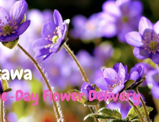 The 7 Best Options for  Same-Day Flower Delivery in Ottawa