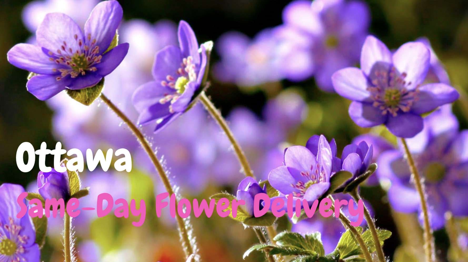 Best Same-Day Flower Delivery in Ottawa