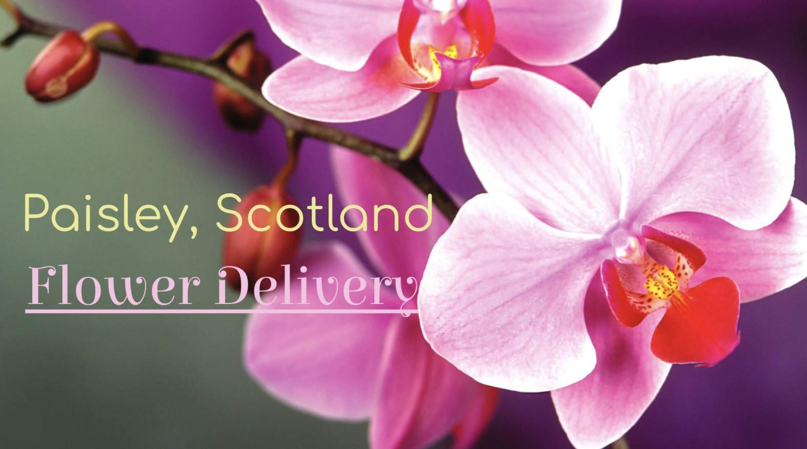 Best Flower Delivery in Paisley