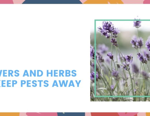 4 Flowers and Herbs That Keep Pests Away