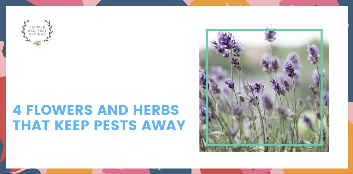 4 Flowers and Herbs That Keep Pests Away
