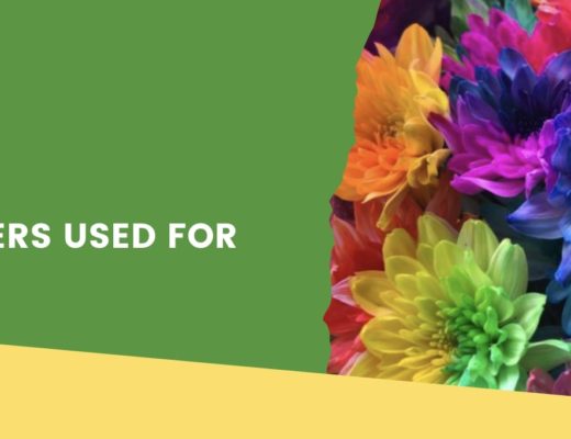 5 Flowers Used for Dye