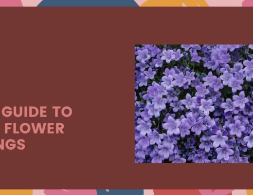 A Fast Guide to Purple Flower Meanings