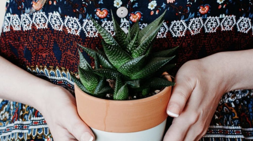 Additional Snake Plant Care Tips