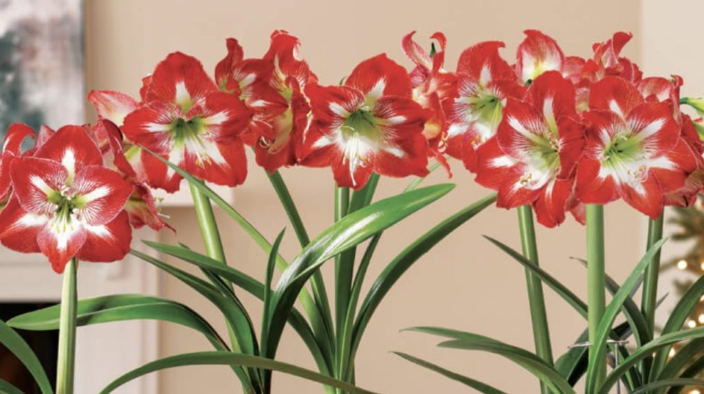 Amaryllis