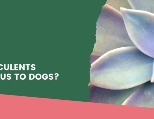 Are Succulents Poisonous to Dogs?