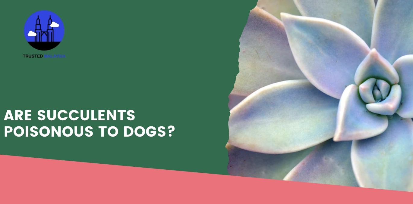 Are Succulents Poisonous to Dogs