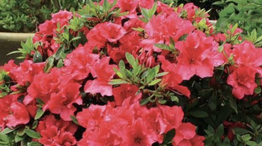 Azalea