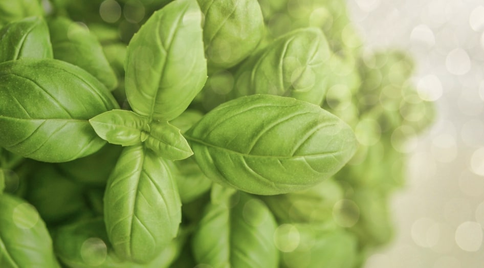 Basil