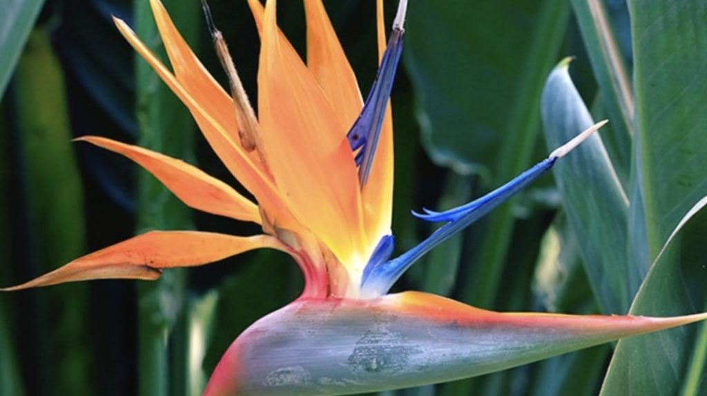 Birds of Paradise