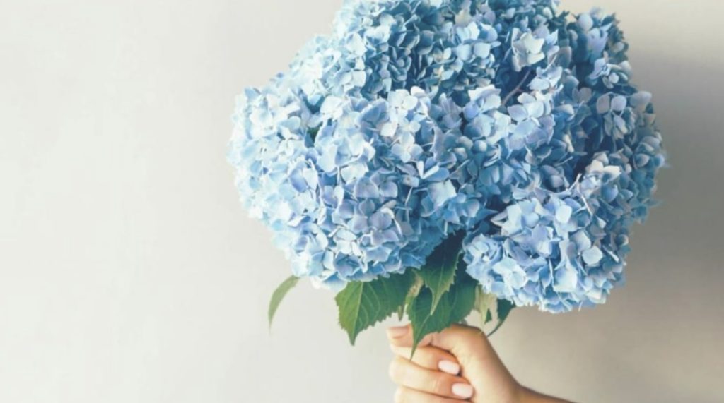 Blue Hydrangeas