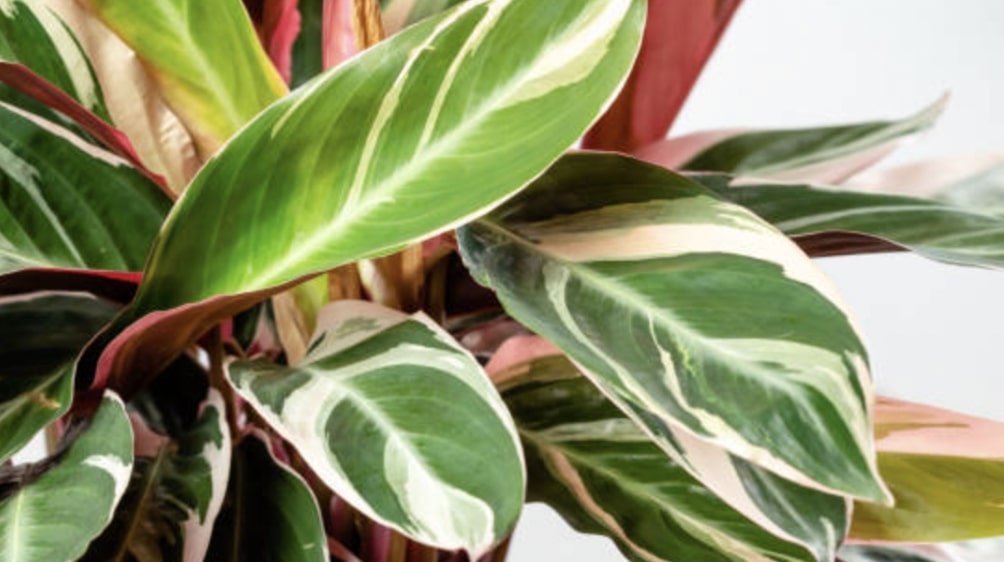 Calathea