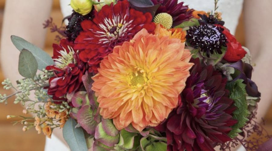 Dahlias
