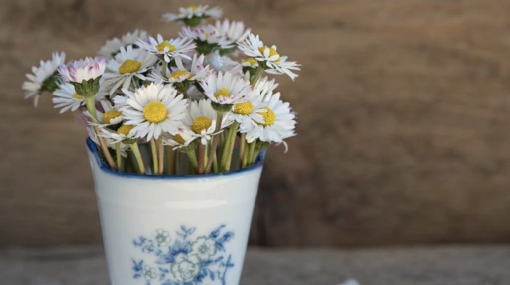 Daisy