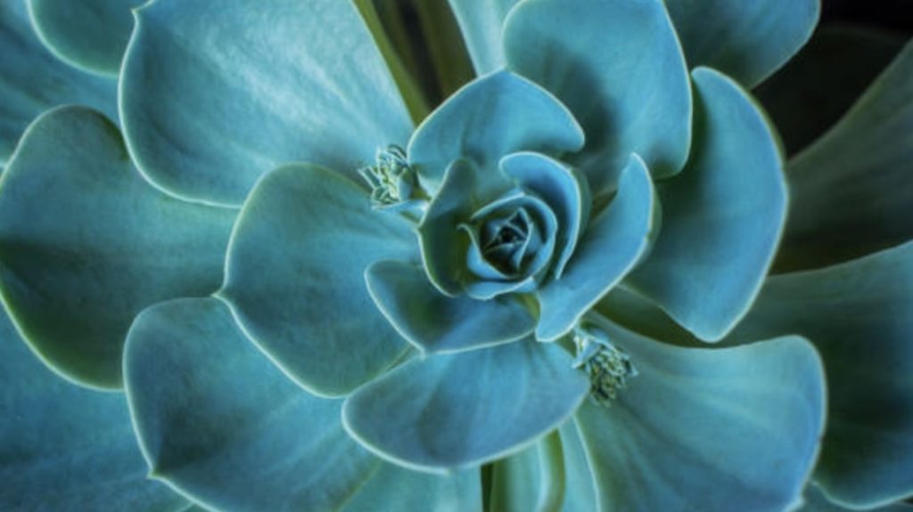 Echeveria Succulents