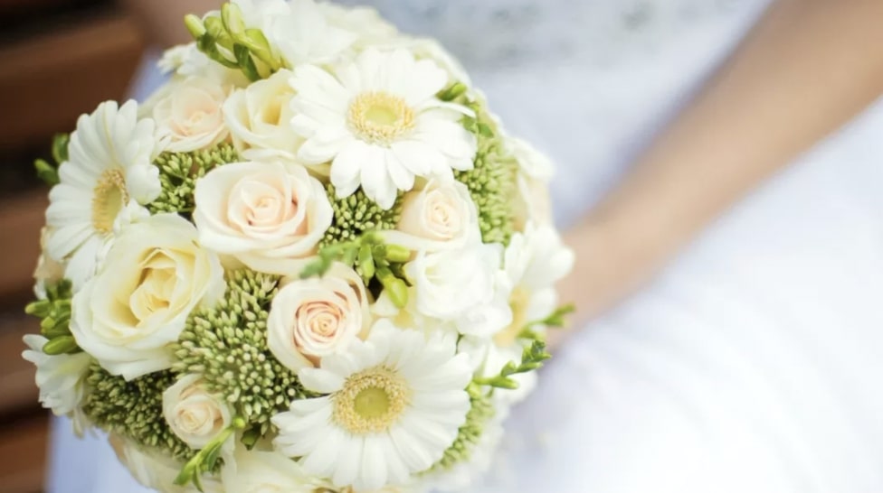 Gerbera Daisies