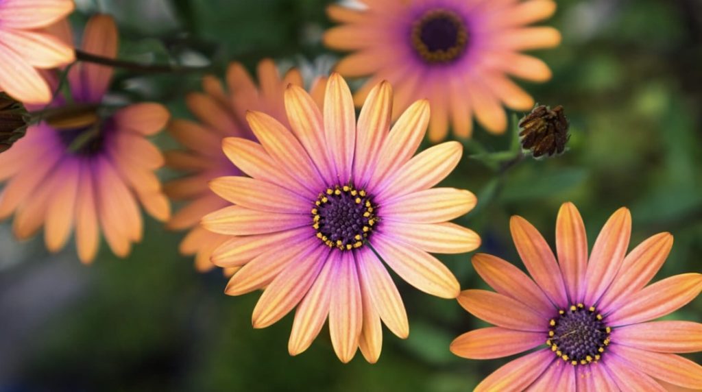 Gerberas