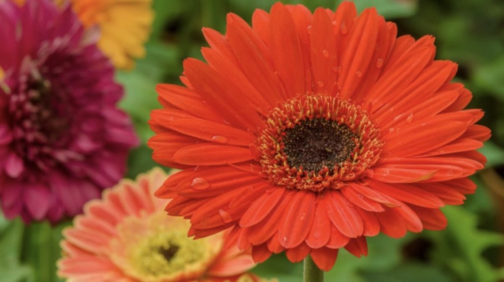 Gerberas