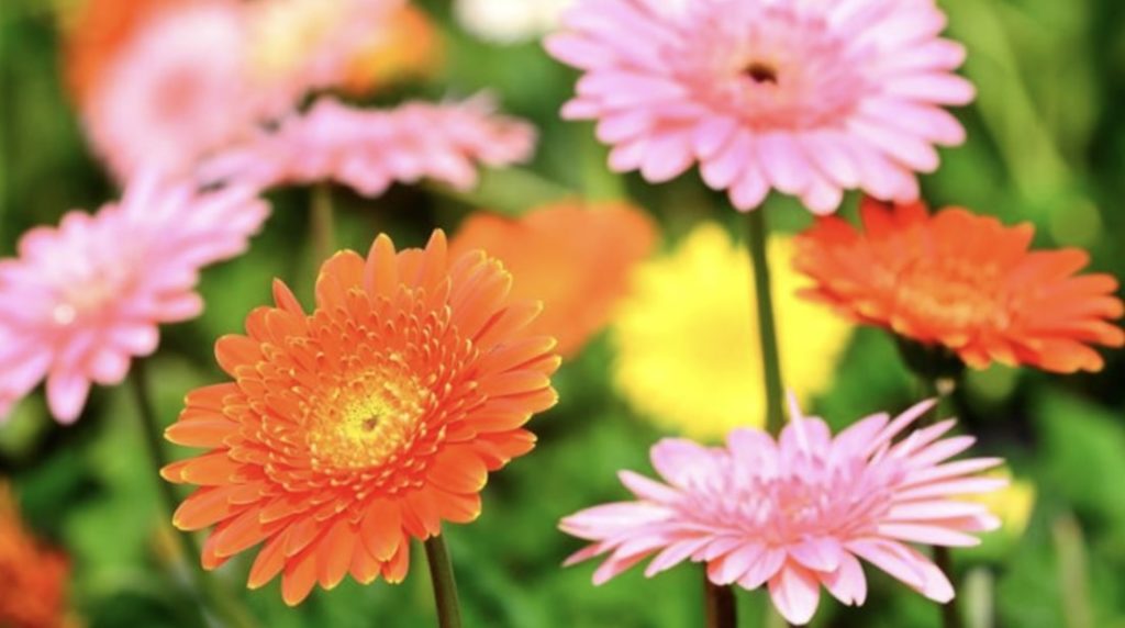 Gerberas