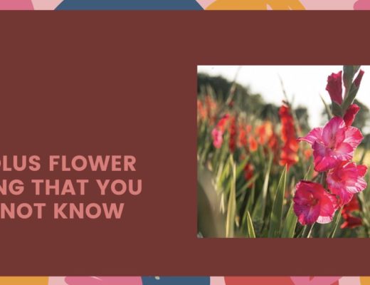 Gladiolus Flower Meaning That You Might Not Know