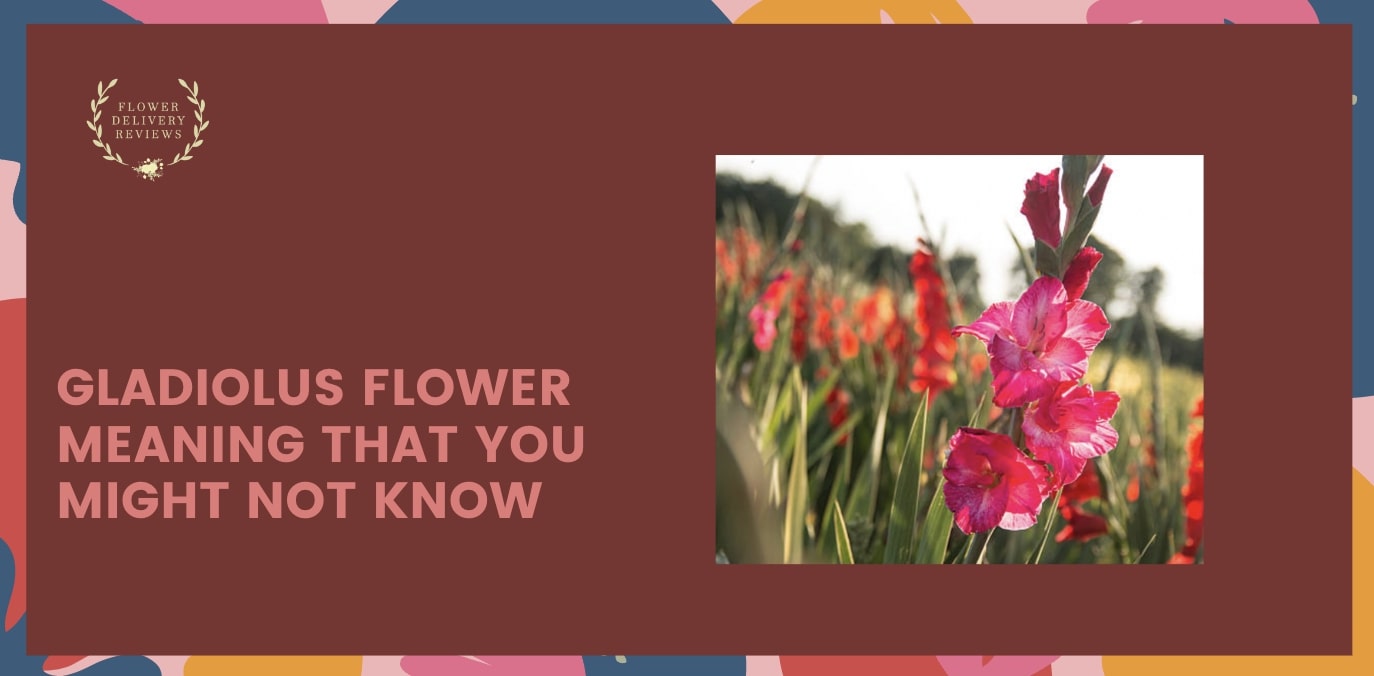 Gladiolus Flower Meaning That You Might Not Know