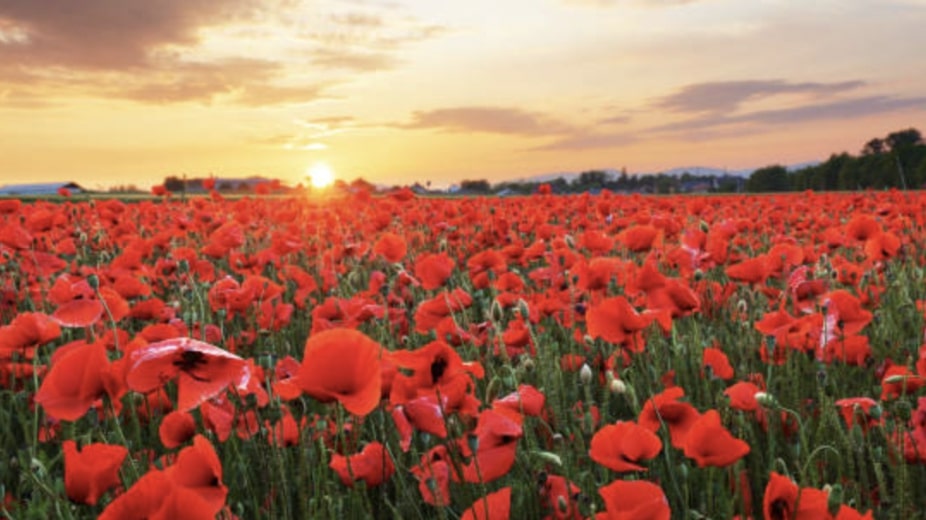 Growing Poppy Flowers