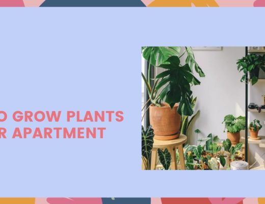 How to Grow Plants in Your Apartment