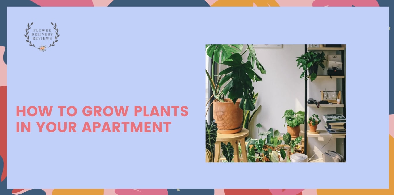 How to Grow Plants in Your Apartment