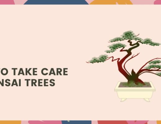 How to Take Care of Bonsai Trees