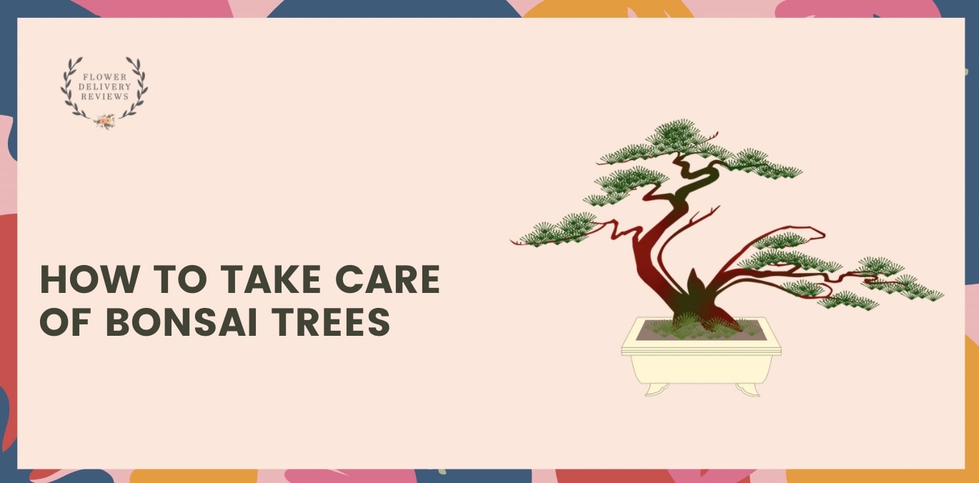 How to Take Care of Bonsai Trees