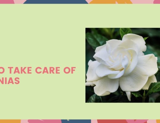 How to Take Care of Gardenias