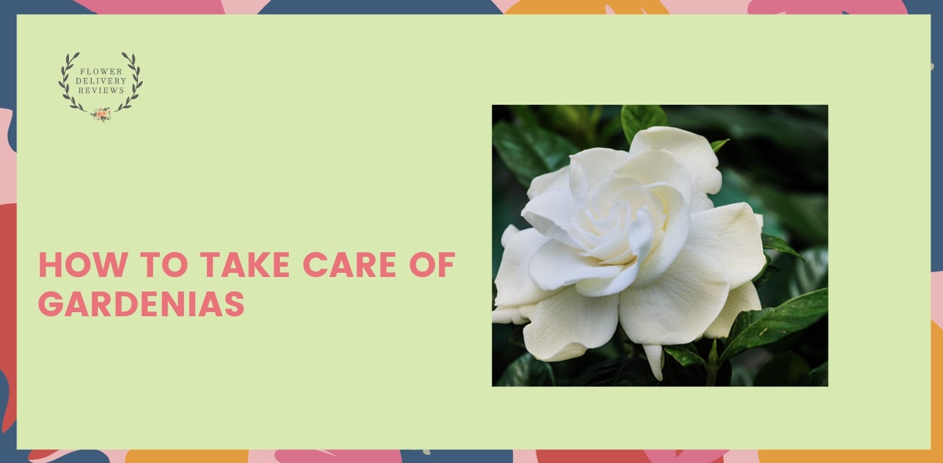 How to Take Care of Gardenias