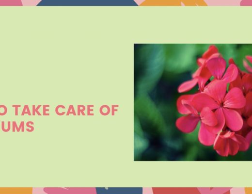 How to Take Care of Geraniums