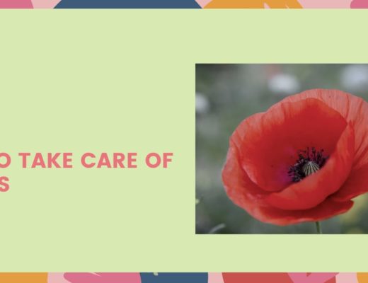 How to Take Care of Poppies