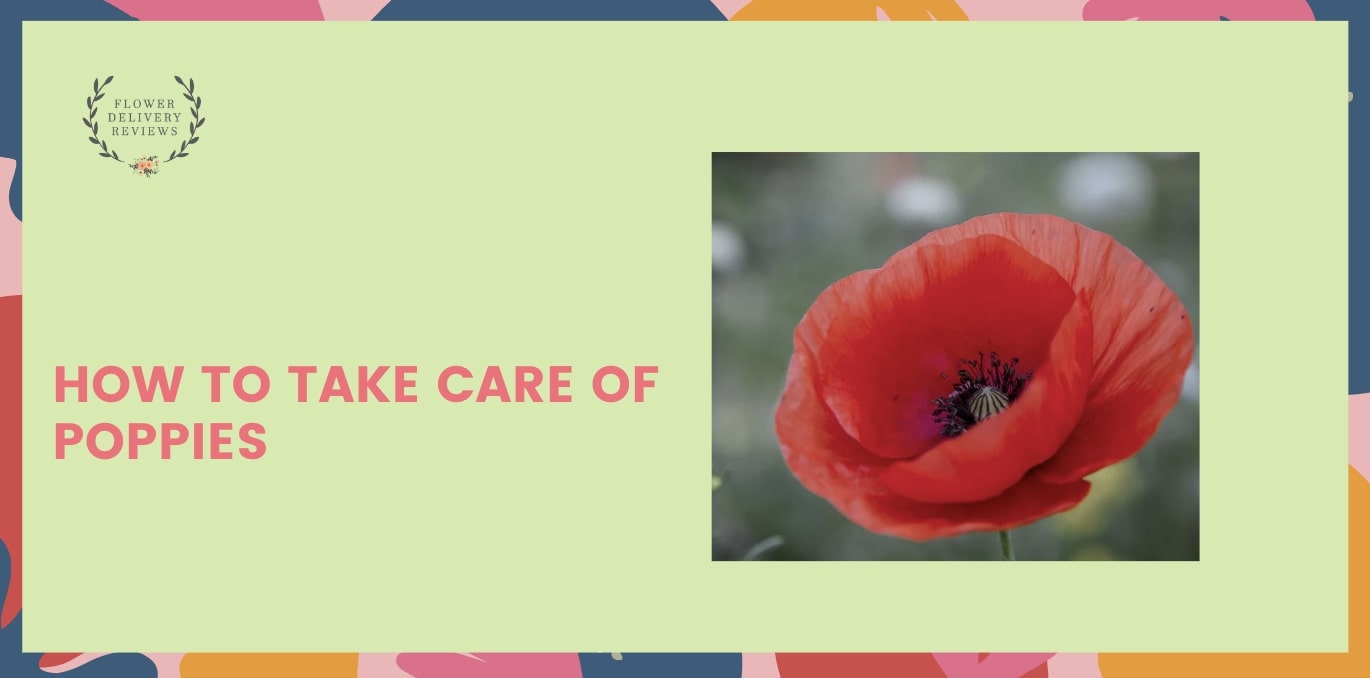 How to Take Care of Poppies