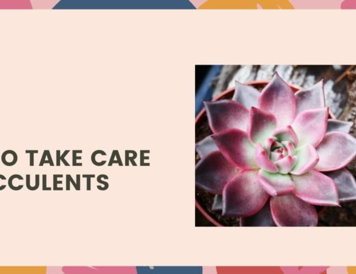 How to Take Care of Succulents