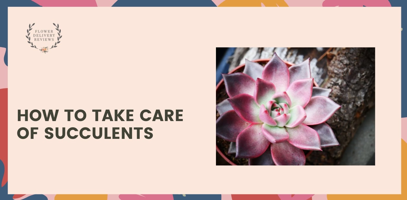 How to Take Care of Succulents