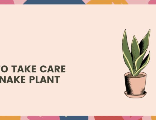 How to Take Care of a Snake Plant